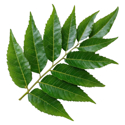 https://dm.tatvakrishna.com/wp-content/uploads/2026/04/5.png