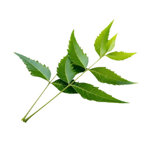 neem https://dm.tatvakrishna.com/wp-content/uploads/2026/04/neem.png